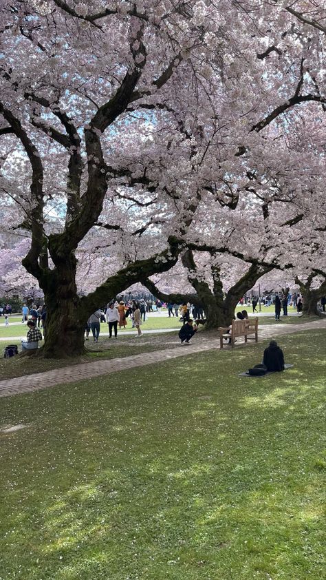 Seattle Cherry Blossoms, Uw Cherry Blossoms, Uw Seattle Aesthetic, Japan Spring Aesthetic, Uw Aesthetic, Seattle Scenery, Ambassador Aesthetic, Cherry Blossoms Aesthetic, Seattle Nature