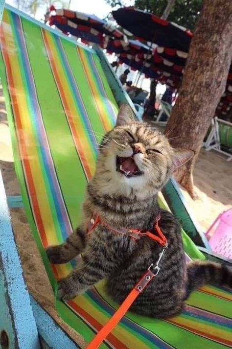 Cat Digs Sandy Beach And Can't Stop Smiling Smiling Cat, Funny Cat Memes, Cats Meow, Cat Owners, Big Eyes, 귀여운 동물, Cat Photo, Cat Love, Cool Cats