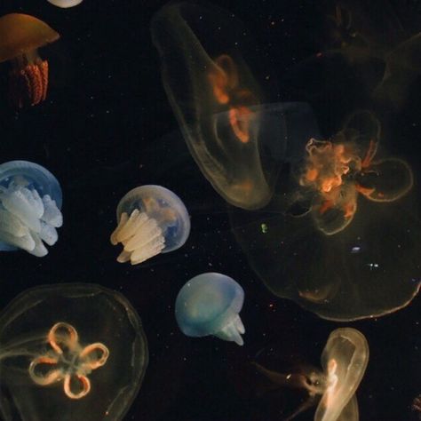 Aesthetic Layout, Washington State University, Marine Animals, Ocean Creatures, Ocean Life, Sea Animals, Washington State, Marine Life, Jellyfish