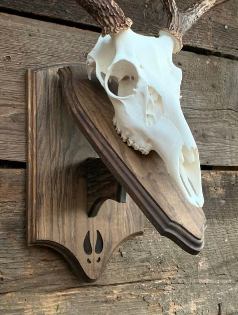 European Mount Plaque, European Skull Mount Ideas, Euro Mount Ideas, Deer Skull Mount Ideas, European Deer Mount Ideas, Deer Horn Ideas, Skull Mount Ideas, European Skull Mount, Horn Ideas