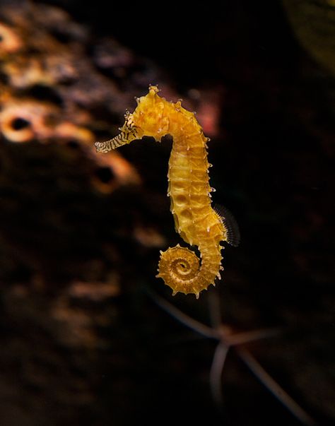 Yellow Seahorse Yellow Mermaid Aesthetic, Sea Widget, Seahorse Aesthetic, Yellow Seahorse, Seahorse Painting, Yellow Mermaid, Dress Painting, Mermaid Aesthetic, Sea Colour