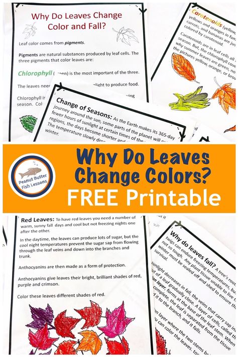 Why Do Leaves Change Color Kindergarten, Why Do Leaves Change Color, Tree Homeschool Unit, Fall Leaves Science Experiments, Why Leaves Change Color Activity, Parts Of A Leaf Free Printable, Halloween Homeschool Printables, Fall Homeschool Ideas, Fall Homeschool