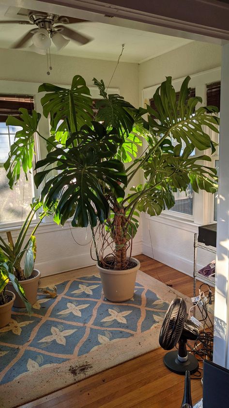 Big Plant Indoor, Huge Indoor Plants, Big Plants Indoor, Big Leafy Indoor Plants, House Full Of Plants Aesthetic, Home Jungle Houseplant, House Plant Astethic, Monstera Plant Aesthetic, Philodendron Photography