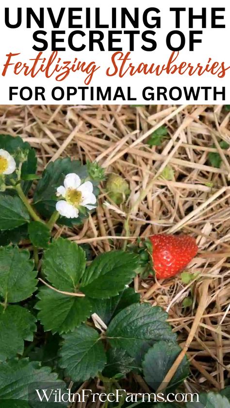 fertilizing strawberries Strawberry Plants Ideas, Strawberry Fertilizer, Plant Carrots, Strawberry Growing, Growing Strawberries In Containers, Garden Strawberries, Garden Preparation, Strawberries In Containers, How To Plant Carrots