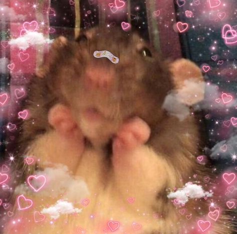 Rat Cute Aesthetic, Rats Cute Aesthetic, Cute Rat Pic, Cute Mouse Aesthetic, Cute Rats Aesthetic, Rat Aesthetics, Aesthetic Rats, Cute Rat Aesthetic, Rats Aesthetic