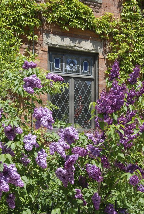 is it safe to plant lilacs close to your foundation? Read this article to learn about potential risks from lilac roots. Old Victorian House, Bush Garden, Lilac Bushes, Lilac Tree, Lilac Blossom, Leaded Glass Windows, Drought Tolerant Garden, Stained Glass Church, Root System