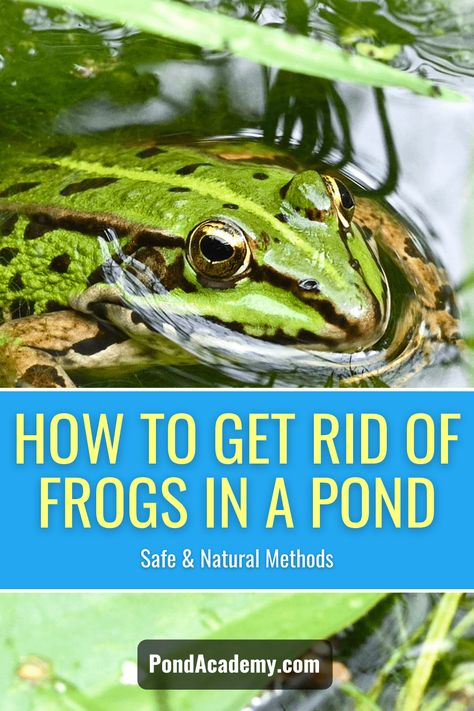 Learn how to get rid of frogs in a fish pond! We show you the best methods to safely remove frogs naturally and keep them from coming back. Pond Fountain Ideas, Ponds With Waterfalls, Water Fall Ideas, Diy Ponds Backyard, Pond Covers, Frog Species, Gardening Indoors, Backyard Ponds, Patio Pond