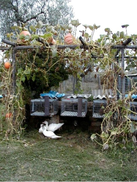 Awesome.Rabbits over worm bins produces vermicompost and the pumpkin vines shade the rabbits. Now if we can put the rabbits next to the shed twice the pumpkin growing room Rabbit Shelter, Worm Bins, Hugelkultur Garden, Raising Rabbits For Meat, Indoor Aquaponics, Meat Rabbits, Raising Rabbits, Growing Pumpkins, Permaculture Gardening