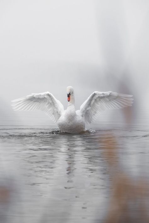 Swan Tattoo Meaning And Symbolism: 30 Best Designs - On Your Journey Grey Wallpaper Birds, Swan Photography, Swan Tattoo, Swan Pictures, Trumpeter Swan, Mute Swan, Qhd Wallpaper, List Of Animals, White Swan