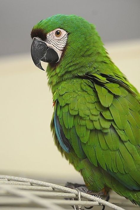 Green Parrot Bird, Severe Macaw, Kanab Utah, Birds Parrots, Birds Photography Nature, Green Parrot, Parrots Art, Wild Animals Pictures, Macaw Parrot