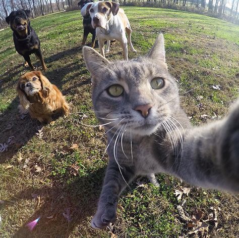 Manny the cat loves to take selfies, or at least fondle GoPro cameras. According to Instagram user @yoremahm, Manny learned to use the camera by chance when it reached out to touch the camera during a shoot one day. Now, Manny's selfies have become an Internet sensation. Taking Cat, Selfie Cat, Cat Selfie, Söt Katt, Cat Animal, Cat Photography, Real Beauty, Animal Photo, 귀여운 동물