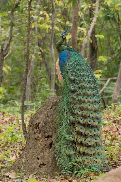 Male Phoebe Tattoo, Green Peafowl, Peacock Feather Decor, Group Of Seven Paintings, Snake Images, Peacock Images, Peacock Photos, Peacock Wallpaper, Verde Jade