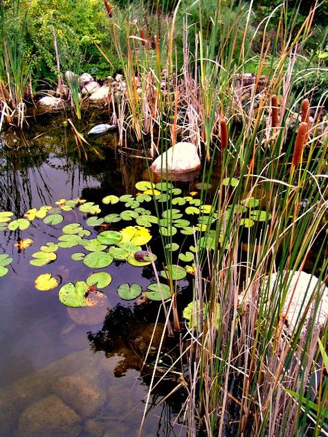 Water Features at Aspen Grove Gardens Natural Pond Filtration, Natural Fish Pond, Pond Pumps And Filters, Natural Ponds, Backyard Fountain, Ponds For Small Gardens, Aspen Grove, Goldfish Pond, Garden Ponds