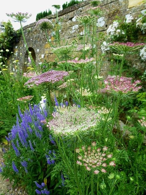 Daucus Carota, Meadow Garden, Garden Drawing, Secret Gardens, Cottage Gardens, Plant Combinations, Garden Borders, Garden Care, Garden Inspired