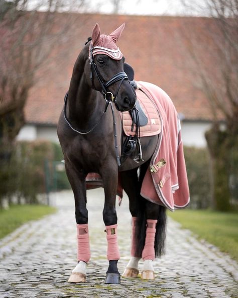 Elise & Duke👸🏼🐴 L❤️🇧🇪 40k🌟 on Instagram: “Can’t get enough of this beautiful color 💖 Boys also wear pink right? 🥰 @pikeur_eskadron . . . . . . . ... #horselife #equinephotography…” Horse Riding Outfit, Show Jumping Horses, Cute Horse Pictures, Horse Fashion, Horse Equipment, Horse Gear, Dressage Horses, Horse Equestrian, Horse Barns