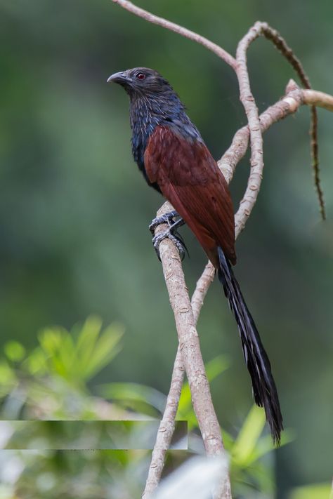 1282. Philippine Coucal (Centropus viridis) | endemic to the Philippines Philippine Birds, Marcel Proust, Bird Photo, Song Bird, Bird Species, The Philippines, Pet Birds, Philippines, Insects