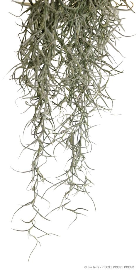 Spanish Moss: all year $ Exo Terra, Decor Plants, Aquarium Ornaments, Bathroom Plants, Hiding Spots, Spanish Moss, Tree Trunks, 3d Flowers, Something Old