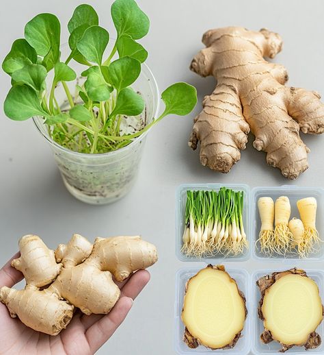 Grow Ginger In Water, Grow Ginger From Root, Grow Ginger Indoors, Garlic Flatbread Recipe, Growing Ginger Indoors, Garlic Flatbread, Easy Flatbread Recipes, Ginger Rhizome, Easy Flatbread