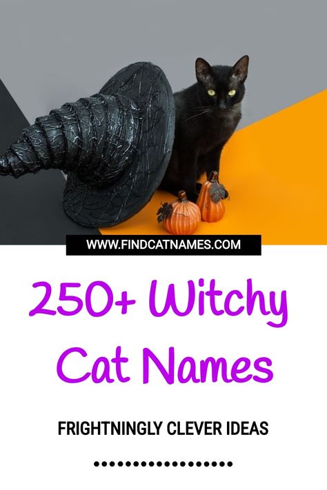 250+ Witchy Cat Names (Clever Naming Ideas) Cat Names Witchy, Witchy Pet Names, Black Cat Names Boys, Witch Cat Names, Black Cat Names Female, Male Black Cat Names, Cats Names Ideas, Black And White Cat Names, Badass Cat Names