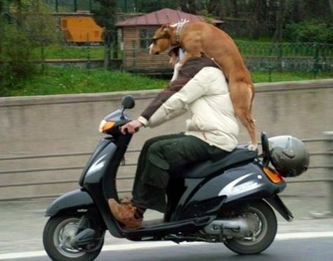 Dog on back of motor scooter Funny Dog Jokes, Dog Jokes, Boxer Love, Funny Animal Photos, Funny Dog Pictures, Dog Illustration, Funny Relationship, Boxer Dogs, Funny Love