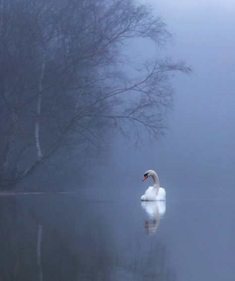 https://flic.kr/p/SP5x2N | Swan Lake Swan Stuffed Animal, Swan Lake Aesthetic, Camilla Macaulay, Swan Aesthetic, Swan Photography, Swan Bird, Swan Painting, Swans Art, Lake Painting