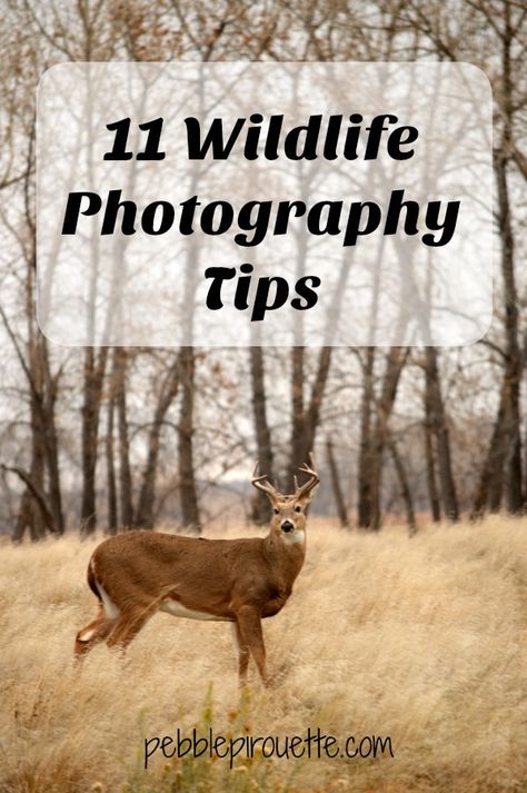 Wildlife Photography Camera, Wildlife Photography National Geographic, African Wildlife Photography, Wildlife Photography Tips, Outdoor Photography Tips, Manual Photography, Photography Tips Iphone, Nature Photography Tips, Portrait Photography Tips