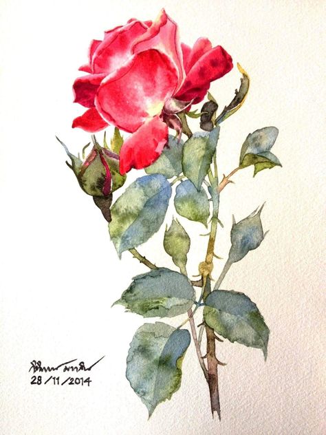 Watercolor Blog, Watercolor Art Paintings, Watercolor Roses, Flowers Paintings, Rose Drawing, Watercolour Flowers, Colour Painting, Watercolor Flower Art, 수채화 그림