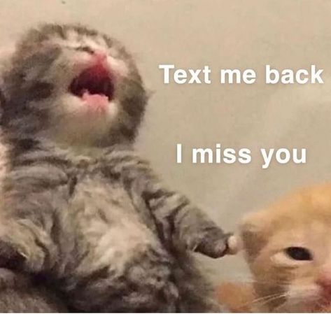 Cute Cat Pictures With Text, Relatable Cat Pictures, Cat Miss You, Are You There, Cute I Miss You, I Miss You Funny, Cute I Miss You Pictures, I Miss You Cat, I Miss You Reaction Pic