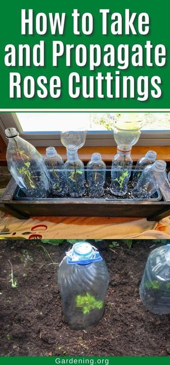 Propagating roses from cuttings is easy and fun. You can start with a few cuttings and grow it into a beautiful rose bush. How To Propagate Roses From Bouquet, How To Start A Rose Bush From A Stem, Starting Roses From Cuttings, Propagating Roses From Cuttings, Propogate Roses, Growing Roses From Cuttings, Rose Propagation, Planting Rose Bushes, Roses From Cuttings