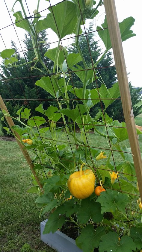 Pumpkin Trellis Ideas Diy, Diy Pumpkin Trellis, Pumpkin Trellis Ideas, Melon Trellis, Cucumbers And Onions In Vinegar, Cucumber Garden Trellis, Cucumber Drinks, Cucumber Kimchi Recipe, Trellis Gardening