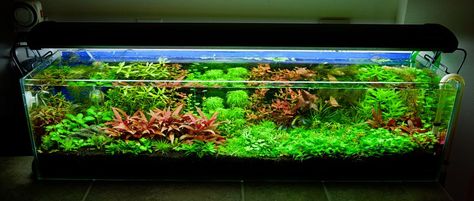 Mini Dutch in a 12 Gallon Long 12 Gallon Long Aquarium, Shallow Aquarium, Aquarium Scape, Long Aquarium, Aquascape Design, Dutch Style, Fresh Water Fish Tank, Planted Tank, Aquarium Ideas