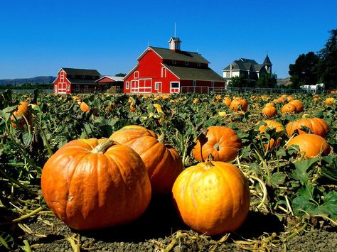 Critter Sitter's Blog: Fall Scenes Red Barn Photos, Wallpaper Architecture, California Farm, Pumpkin Field, Santa Paula, Hd Art, Country Barns, Growing Pumpkins, Legends And Myths