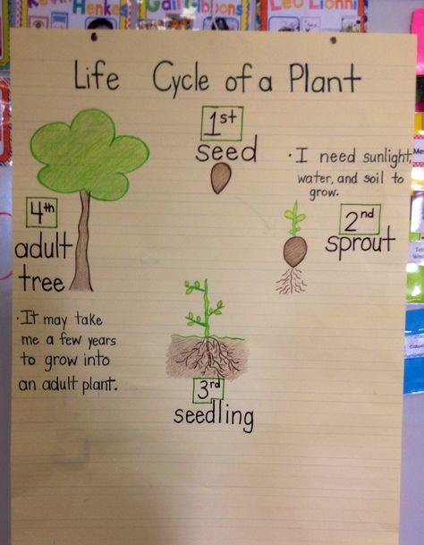 Research Focus - Life Cycle of a Plant Life Cycles Kindergarten, Plants Kindergarten, Plant Lessons, Kindergarten Anchor Charts, Science Anchor Charts, Life Cycles Activities, Plant Activities, 1st Grade Science, Classroom Anchor Charts