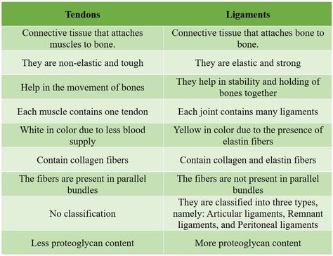 Connective Tissue Notes, Basic Anatomy, Ligament Tear, Ligaments And Tendons, Basic Anatomy And Physiology, Collagen Fibers, Biology Facts, Human Body Systems, Connective Tissue