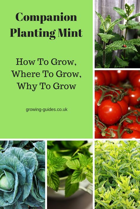 Companion Planting Mint | Growing Guides Okra Companion Planting, Planting Mint, Eggplant Companion Plants, Companion Planting Layout, Blueberry Companion Plants, Squash Companion Plants, Carrot Companion Plants, Onion Companion Planting, Cucumber Companion Plants