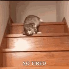 Monday Morning Gif, Lazy Gif, Good Morning Monday Gif, Happy Monday Gif, Good Morning Gif Funny, Tired And Sleepy, Cat Stairs, Good Morning Happy Monday, Morning Cat