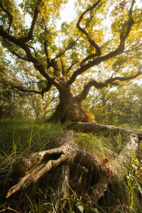 I stumbled upon this gnarly-looking tree a few days ago during my short visit in Kennemerland National Park. Thankfully, with my trusted 17-28mm wide-angle lens, I was able to capture this fascinating perspective. The long intertwined roots, and the vibrant greens and yellows really welcomes the essence of autumn and highlights the shape of the gnarly- twisted tree bathing in the sun. #photography #autumn #naturephotography #nationaalparkzuidkennemerland #tree #naturelovers #nature #holland Looking Up At Trees Photography, Low Angle Tree, Tree Reference Photography, Salvage Punk, Tree Bathing, Tree Perspective, The Sun Photography, Gnarly Tree, Gnarled Tree