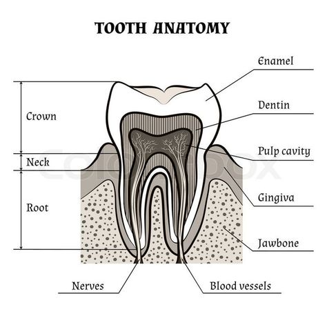 Future Dental Hygienist, Teeth Diagram, Anatomy Guide, Tooth Anatomy, Teeth Anatomy, Dental Assistant Study, Dental Nurse, Pinterest Tutorials, Dental Hygiene School