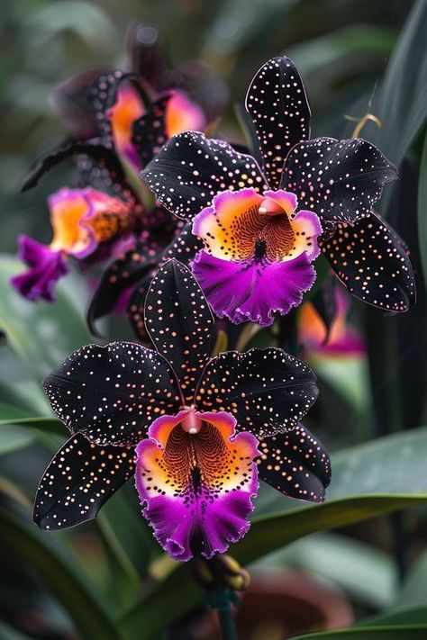 Plantas Exterior, Orchid Photography, Strange Flowers, Rare Orchids, Exotic Orchids, Unusual Plants, Unusual Flowers, Purple Orchids, Beautiful Orchids