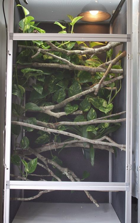 Chameleon Enclosure Ideas, Chameleon Terrarium, Chameleon Enclosure, Chameleon Care, Chameleon Cage, Jackson Chameleon, Snake Enclosure, Veiled Chameleon, Pet Room