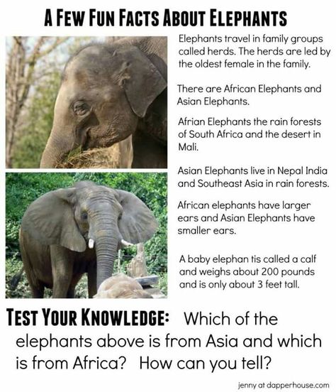 Fun Facts Elephant Facts For Preschool, Africa Facts, Elephant Facts For Kids, Elephant Infographic, Female Elephant Story, Elephants For Kids, Animal Fact File, Elephant Quotes, Fun Facts About Elephants