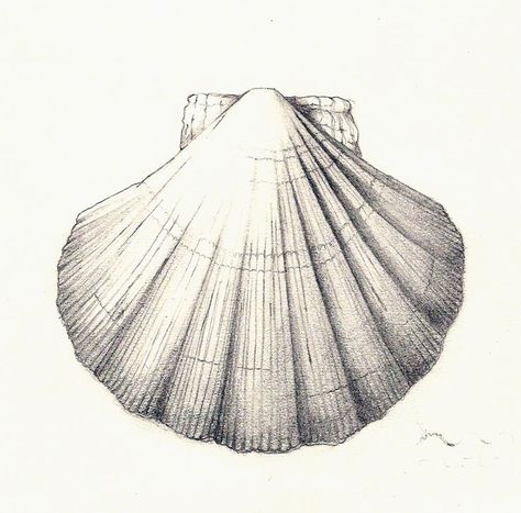 Shell Drawing, Seashell Tattoos, Shell Tattoos, Illustration Courses, Art Coquillage, Theme Tattoo, Scientific Illustration, Pencil Art Drawings, Chiaroscuro