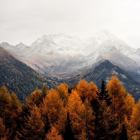 Bare tress and mountain photo – Free Autumn Image on Unsplash Autumn Tumblr, Autumn Mountains, Mountain Aesthetic, Mountains Aesthetic, Autumn Wallpaper, Nature Iphone Wallpaper, Only Aesthetic, Hd Nature Wallpapers, Forest Mountain