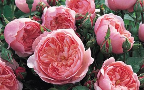 10 best rose gardens Alnwick Rose, Roses For Shade, Rose Garden Design, Best Rose, Best Roses, Rose Gardens, Austin Rose, Fragrant Garden, Rose Varieties