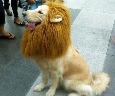 Now there's no excuse for not dressing up your pup! Lion Pet Wig #DogLion #LionWigforDog #DogCostume #Halloween Large Dog Costumes, Dog Lion Mane, Costume Lion, Meme Happy, Alison Argent, Doggie Clothes, Hair Of The Dog, Dogs Black, Chat Halloween