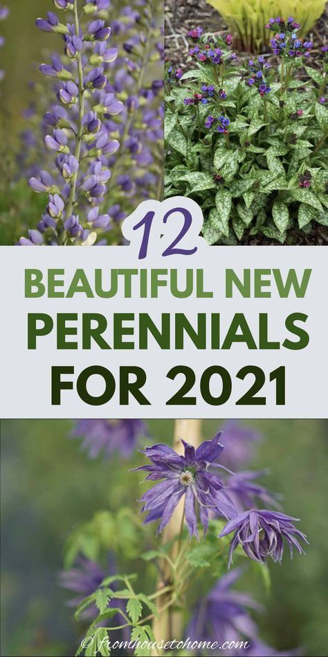 I’ve been wanting to know more about the best new perennials for 2021 and this article has helped me out so much. It really is a great way to find some great perennials that bloom all summer and learn which ones are the best new shade perennials for your garden. #fromhousetohome #perennials #2021 #gardenplants Phlox Plant, Yarrow Plant, Spring Perennials, Blue Clematis, Rose Fertilizer, Bigleaf Hydrangea, Garden Goals, Full Sun Perennials, Plant Varieties