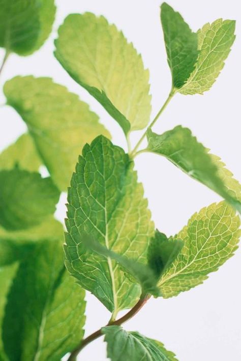 Peppermint: This member of the mint family boasts health benefits, a lovely smell, and its oils can eliminate any pests lurking around. Plants That Repel Bugs, Mosquito Plants, Lavender Bush, Peppermint Plants, Mosquito Repelling Plants, Kitchen Herbs, Fragrant Plant, Peppermint Leaves, Lavender Plant