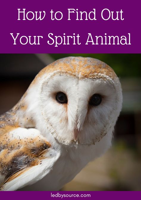 Learn how to find out what your spirit animal is. Discover how to connect with them and what they represent. Spirit Animal Test, Find My Spirit Animal, Animal Totem Spirit Guides, Spirit Animal Quiz, Whats Your Spirit Animal, Find Your Spirit Animal, Spirit Animal Meaning, Animal Meanings, Animal Quiz