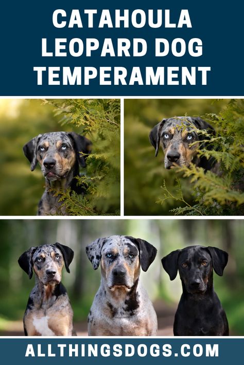 Catahoula Leopard Dogs are a loyal and intelligent breed. When not working, these friendly dogs can make great family pets with lovable and fun personalities. Read on for more about the Catahoula Leopard Dog Temperament.  #catahoulaleoparddog #catahoulaleoparddogtemperament #catahouladog Catahoula Leopard Dog Pitbull, Catahoula Leopard Dog Facts, Leopard Dog Catahoula, Catahoula Leopard Dog Puppy, Catahoula Dog, Catahoula Puppies, Puppy Patrol, Catahoula Mix, Service Dogs Breeds