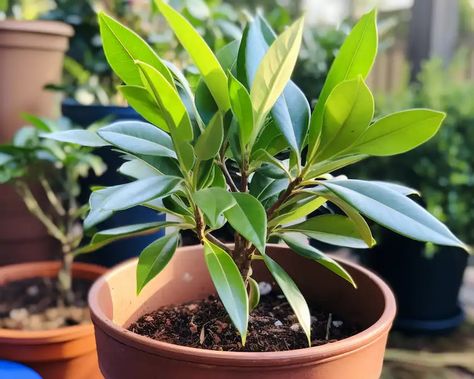 How to Grow a Bay Leaf Tree in a Pot: Complete Guide Bay Trees In Pots, Bay Leaf Tree, Bay Laurel Tree, Tree In A Pot, Indoor Cactus Plants, Growing Herbs Indoors, Bay Laurel, Laurel Tree, Laurus Nobilis